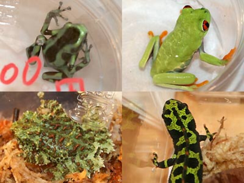 左上：マダラヤドクガエル 右上：アカメアマガエル 左下：コケガエル 右下：マダライモリ