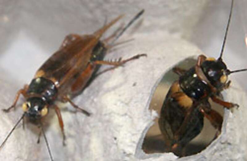 しかし、これを固定してどうなるというものでもないんですが