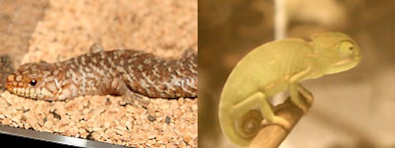 左：フトアゴヒゲトカゲ 右：エボシカメレオン