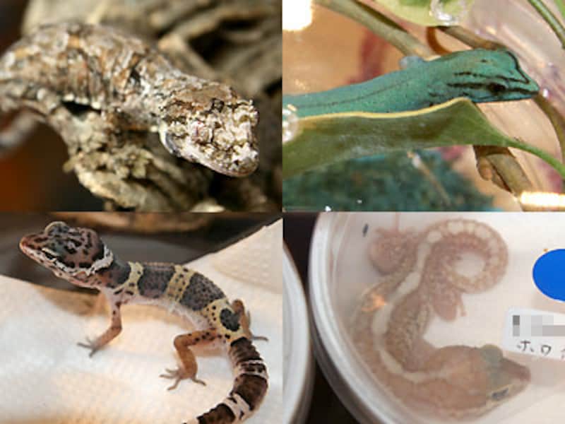 左上：ガーゴイルゲッコー 右上：アオマルメヤモリ 左下：モンテンヒョウモントカゲモドキ 右下：