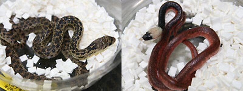 左：サンタクルズゴファースネーク 右：冨水ブリードのニセクロボア