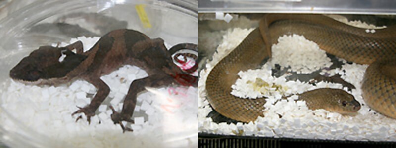 左：ニューギニアオオホソユビヤモリ 右：デカいモグラヘビ