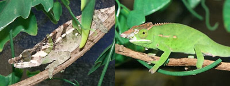 左：マルテカメレオン 右：ウィルズカメレオン
