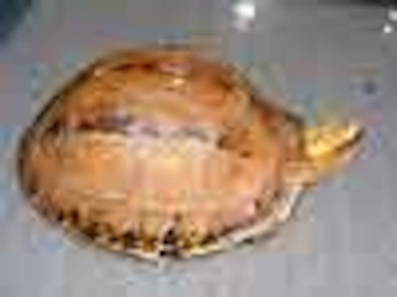 ラオスモエギハコガメ