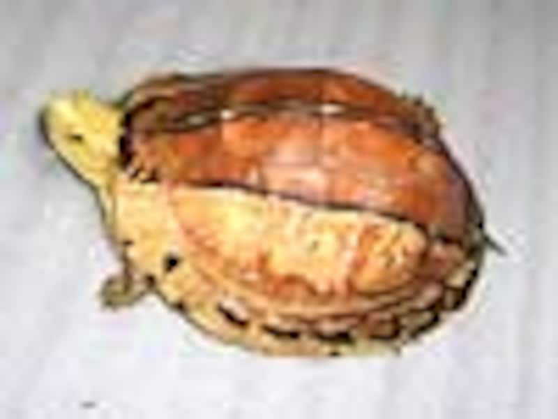 カンボジアモエギハコガメ