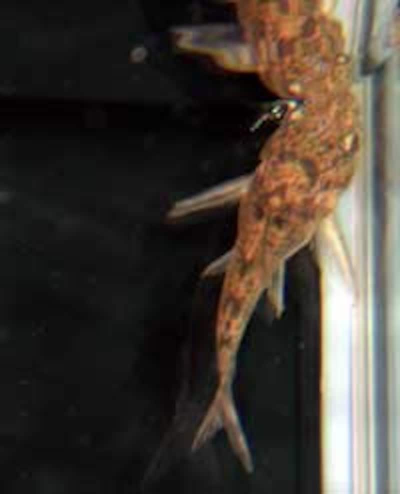 黒コリ　Corydoras　paleatus