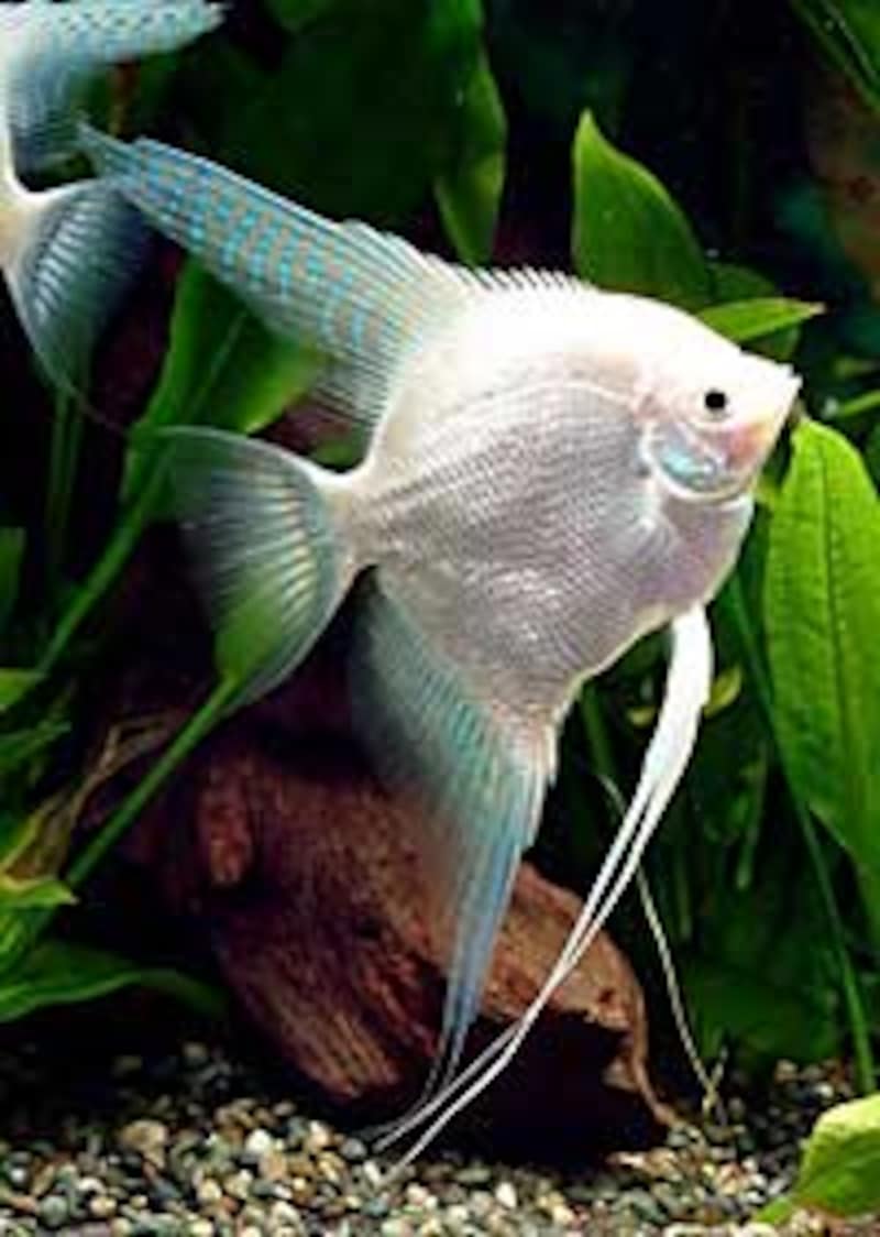 プラチナエンゼル