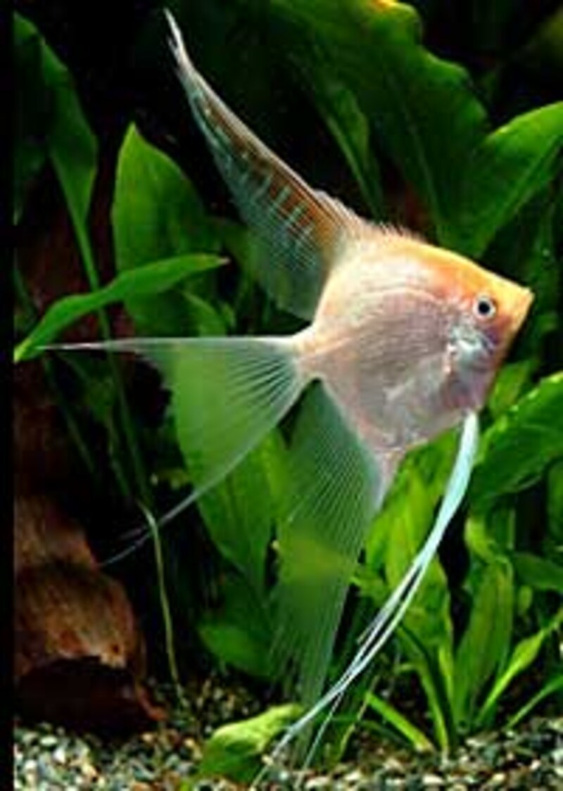 ゴールデンベールテールエンゼル