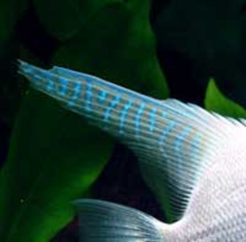 プラチナエンゼルの背びれの色彩