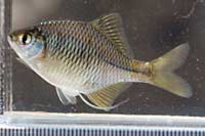 タイリクバラタナゴ