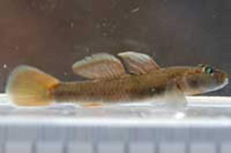 トウヨシノボリ