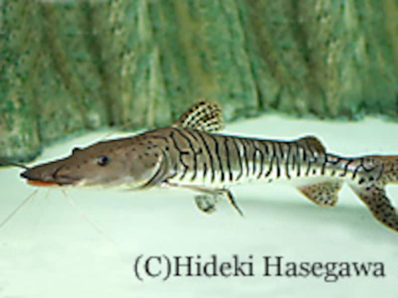 タイガーシャベルノーズキャット