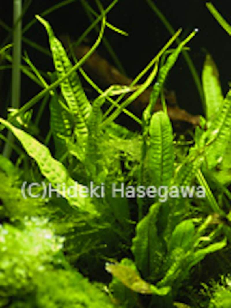 ミクロロソリウム