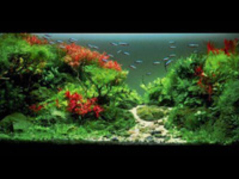 水草レイアウト