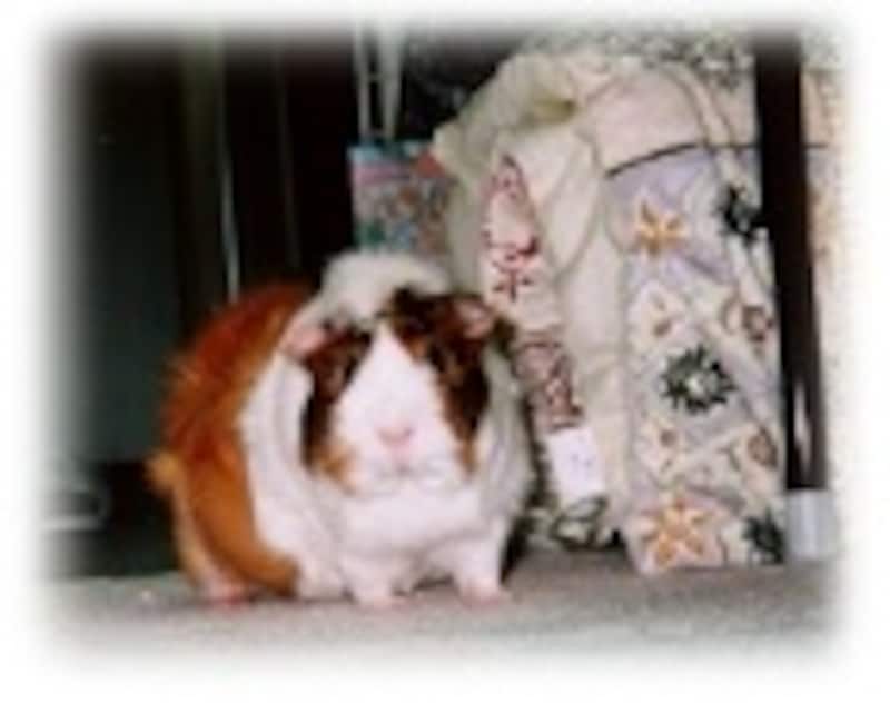 可愛らしい家族になること間違いなしです!