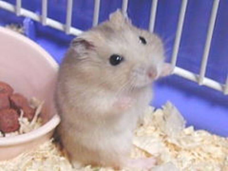 旅行をする時にハムスターは 全文 小動物 All About