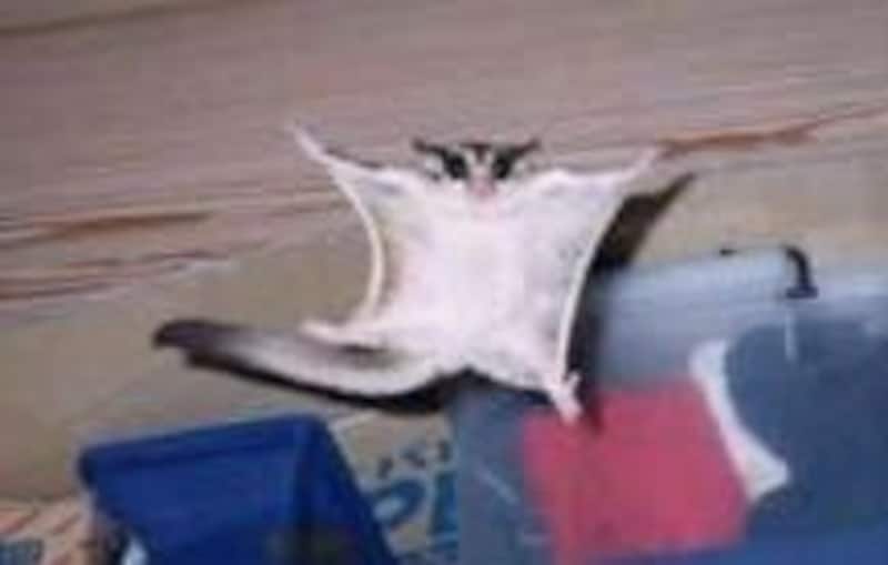 練習次第で飛べるように・・・!