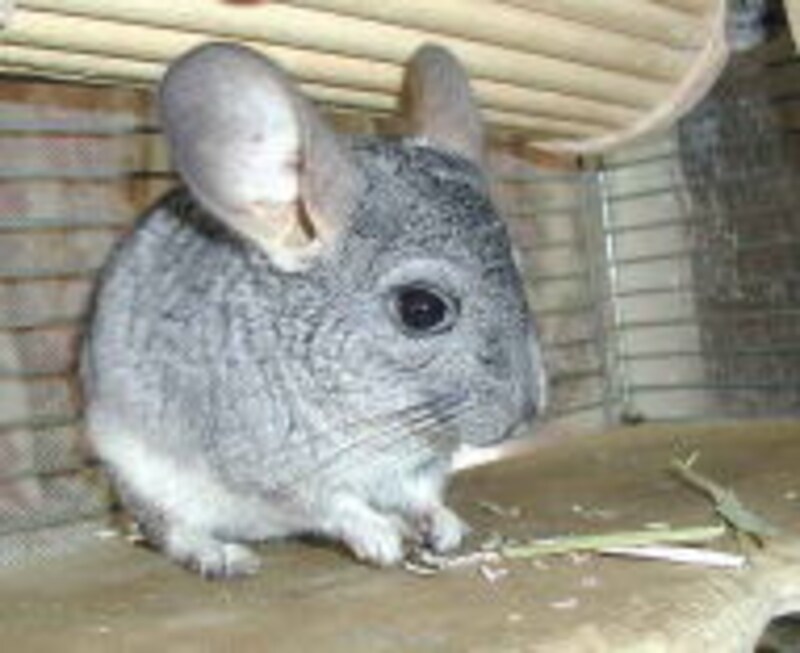 チンチラの魅力 小動物 All About チンチラの魅力 小動物 All About