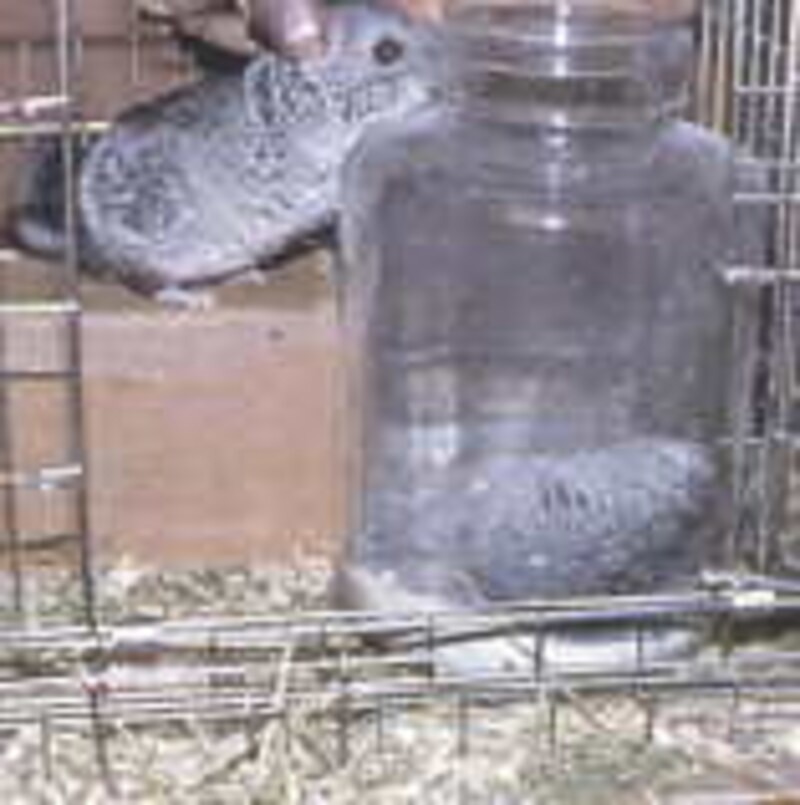 砂浴び大好き♪