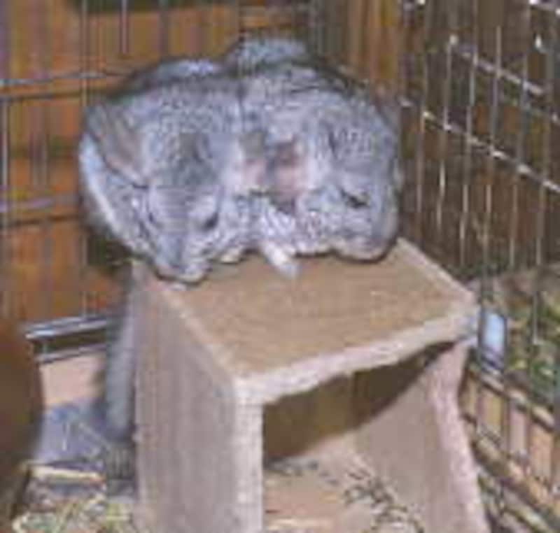 チンチラは賢い動物です