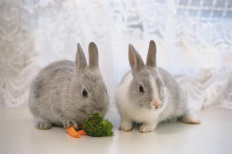 ペットと飼い主の間にある赤い糸