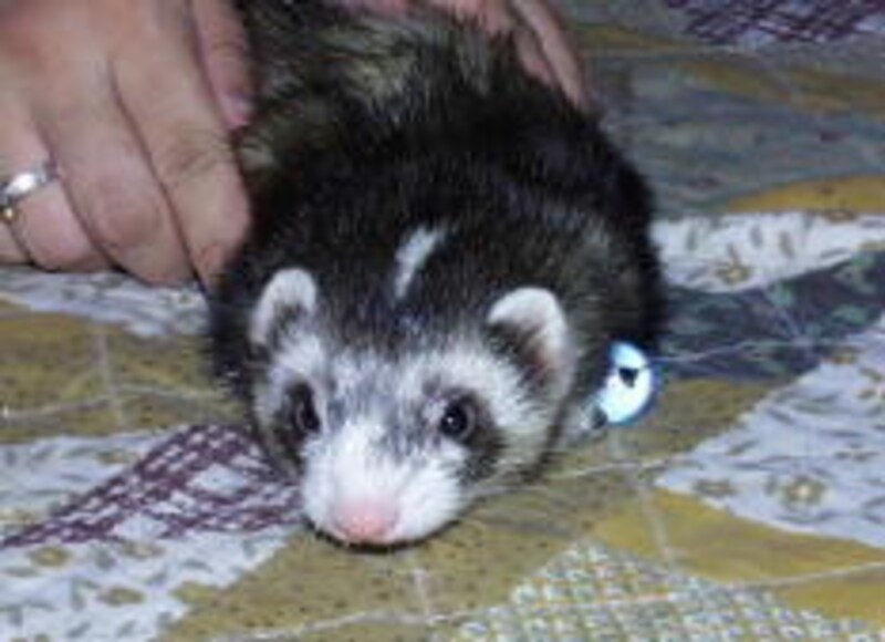 小太郎君もブレイズです