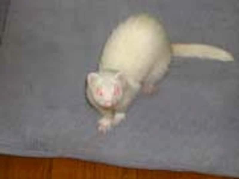 空さんはアルビノです