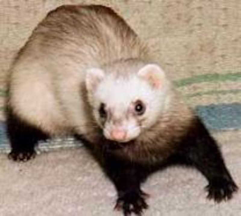 マー君はポイントです