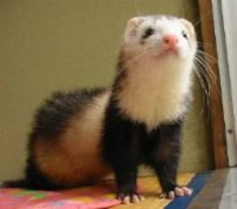 オクちゃんはパンダです