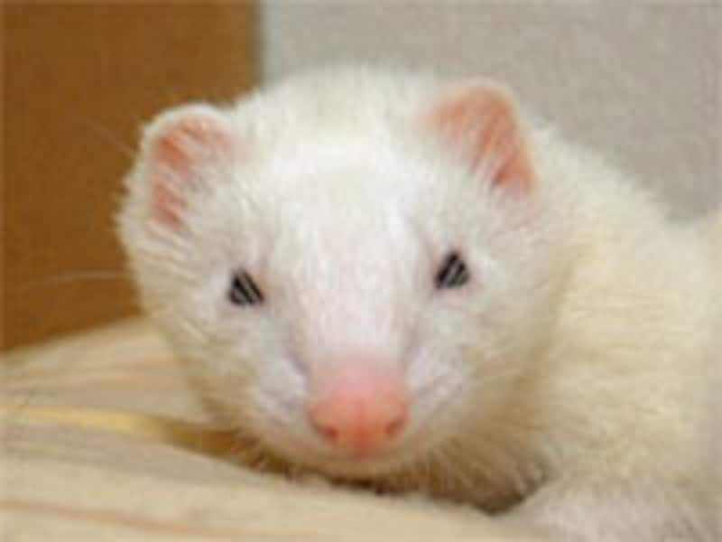 さくらちゃんはホワイトファー・ブラックアイです