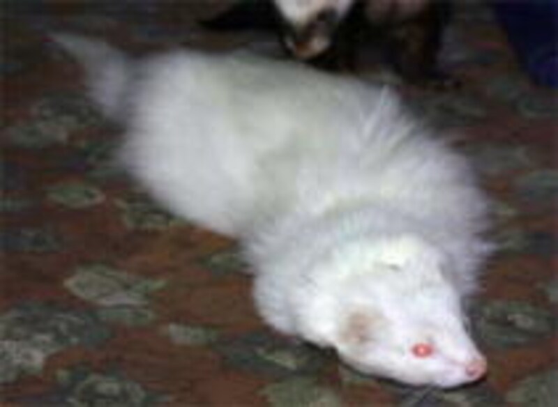 獅子丸君はアンゴラ・アルビノです