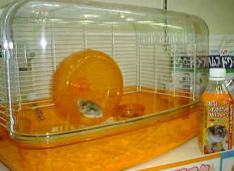 展示されていたハムは事務所で飼ってる子達でした