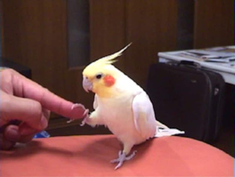 握手もできます♪