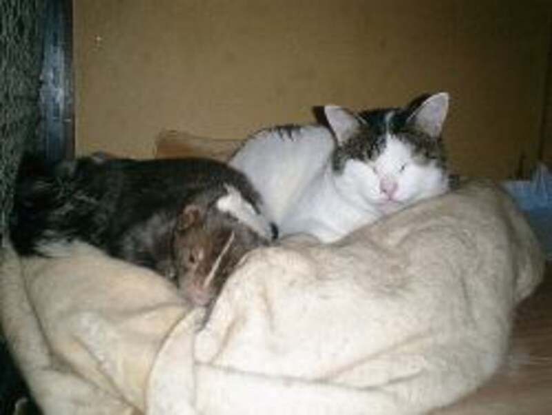 微笑ましい光景が見られるのは飼い主の愛情があるからです