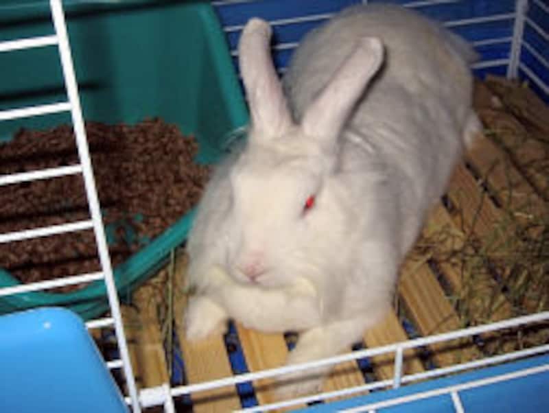 ウサギが紙や畳をかじる 誤食の危険性 病気の原因にも 小動物 All About