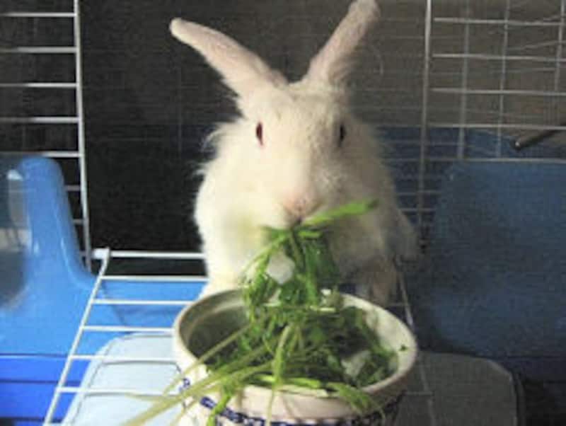 ウサギが紙や畳をかじる 誤食の危険性 病気の原因にも 小動物 All About
