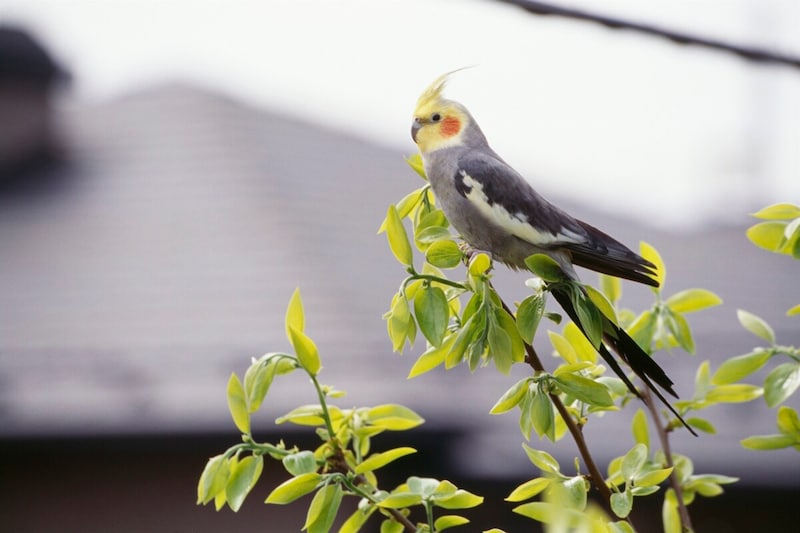 オカメインコの代表的な病気のサイン