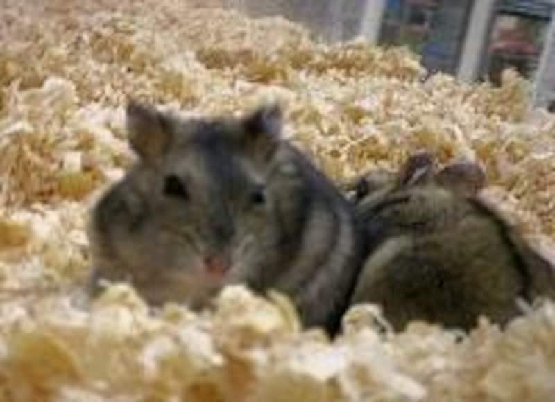 ジャンガリアン