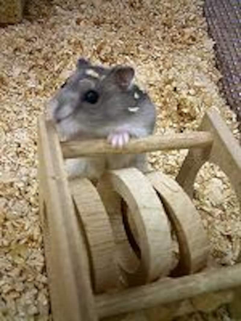 ジャンガリアン