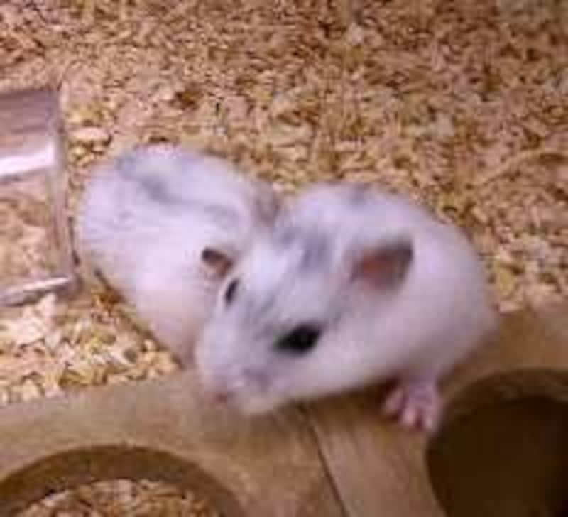 スノーホワイト