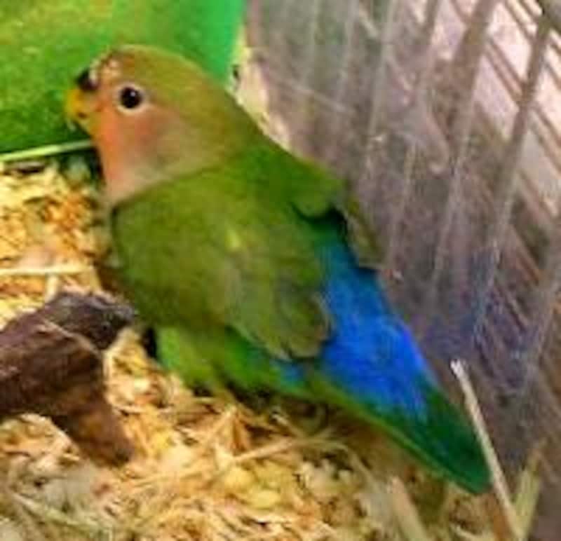 コザクラインコ