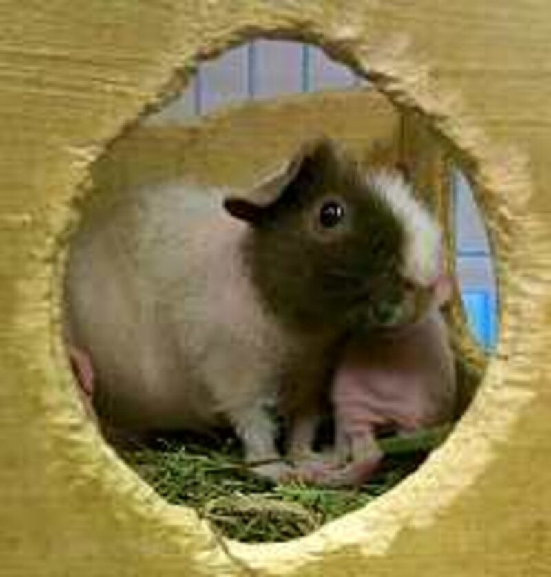 スキニーギニアピッグ