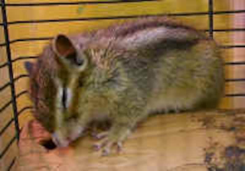 シマリス