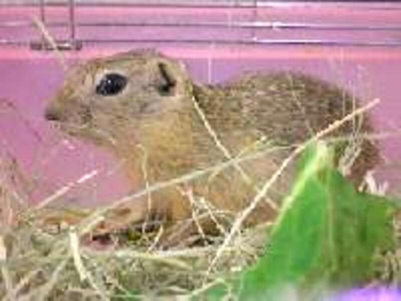 リチャードソンジリス