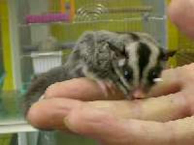 フクロモモンガベビー