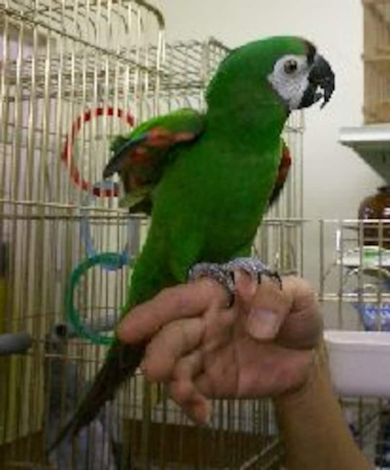 ヒメコンゴウインコ
