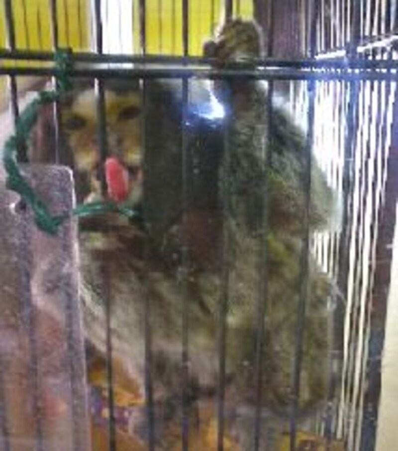 コモン・マーモセット