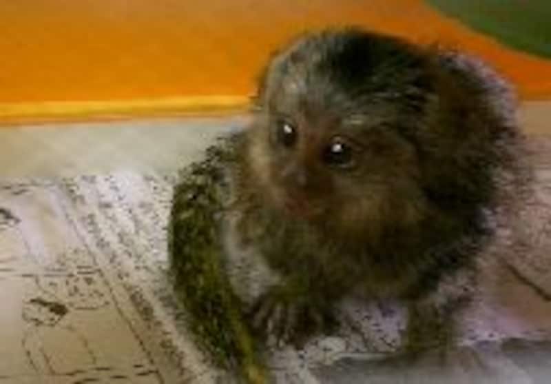 コモン・マーモセット