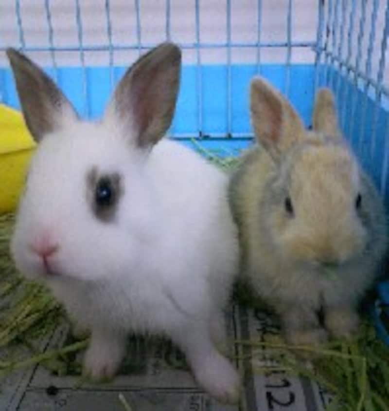 ミニウサギも大きくなる 耳で大人になったときの大きさを知る 小動物 All About