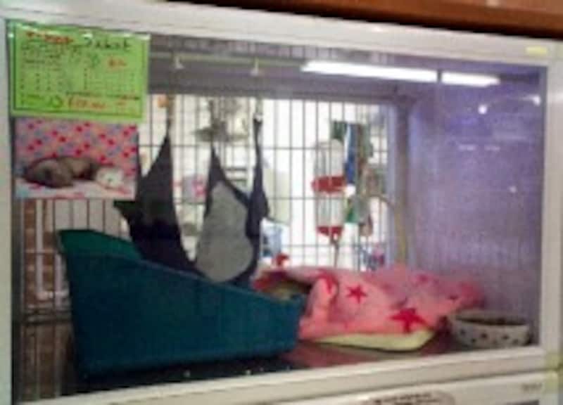 取材日に入荷したベビフェレ